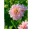 Dahlia - Break Out