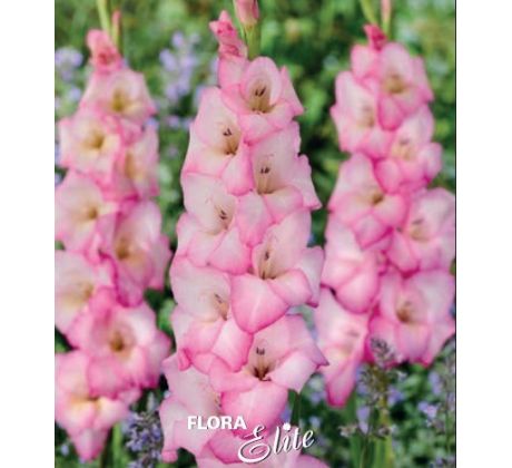 Gladiolus - Priss
