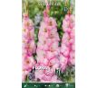 Gladiolus - Priss