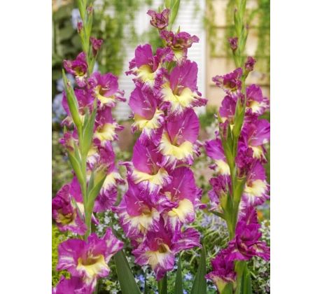 Gladiolus - Extravert