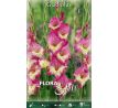 Gladiolus - Extravert