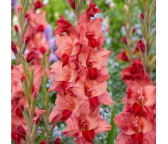 Gladiolus - Soul