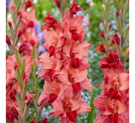 Gladiolus - Soul