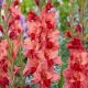 Gladiolus - Soul