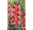 Gladiolus - Soul