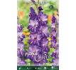 Gladiolus - Hallowy