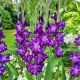 Gladiolus - Hallowy