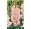 Gladiolus - Apricot Beauty