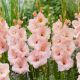Gladiolus - Apricot Beauty