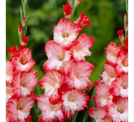 Gladiolus - Pink Lady