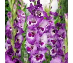 Gladiolus - Vista