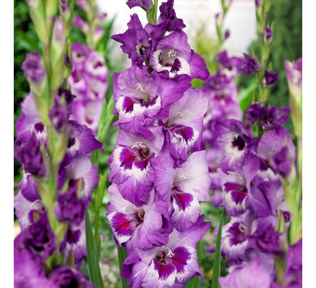 Gladiolus - Vista