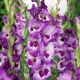 Gladiolus - Vista
