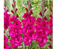 Gladiolus - Natan