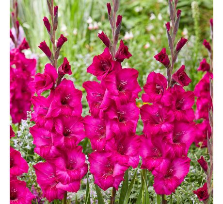 Gladiolus - Natan