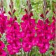 Gladiolus - Natan