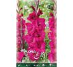 Gladiolus - Natan