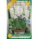 Gladiolus for pot White