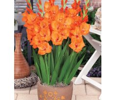 Gladiolus  - Jenny