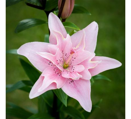 Lilium - Double Elodie