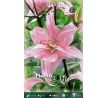 Lilium - Double Elodie