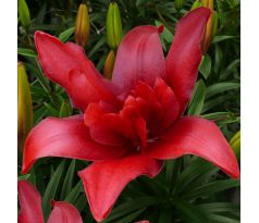 Lilium - Double Bald Eagle