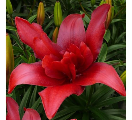 Lilium - Double Bald Eagle