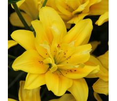 Lilium double - Fata Morgana