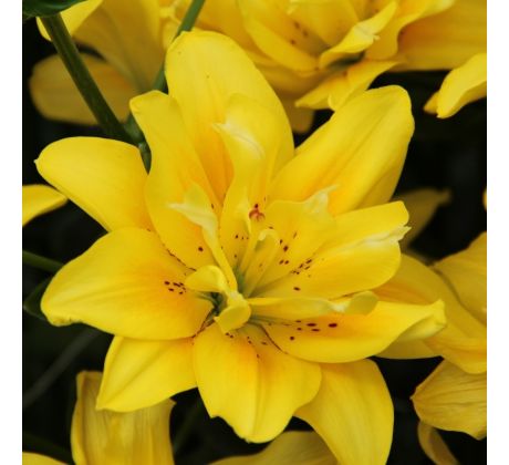 Lilium double - Fata Morgana