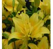 Lilium double - Fata Morgana