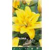 Lilium double - Fata Morgana