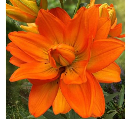 Lilium - Double Hulk