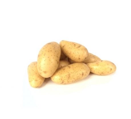 Holandské sadivo zemiakov / minihľuzy 50ks - ANNABELLE
