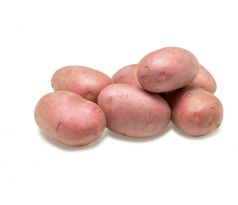 Holandské sadivo zemiakov / minihľuzy 50ks - MEMPHIS