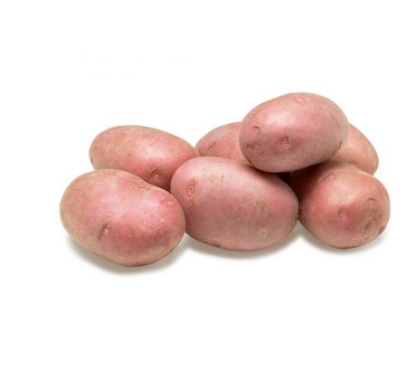 Holandské sadivo zemiakov / minihľuzy 50ks - MEMPHIS
