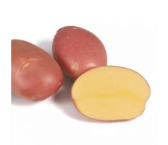 Holandské sadivo zemiakov / minihľuzy 50ks - MOZART