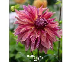 Dahlia - Penhill Dark Monarch