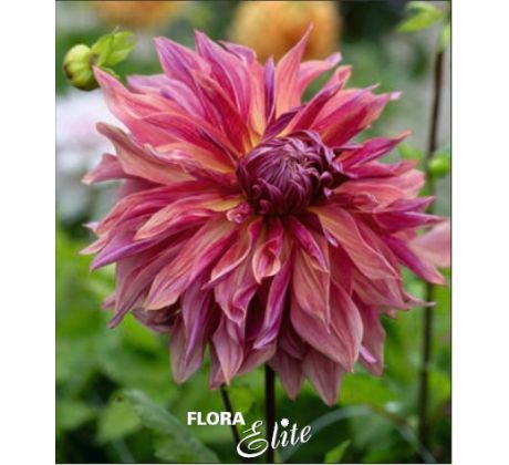 Dahlia - Penhill Dark Monarch