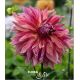 Dahlia - Penhill Dark Monarch