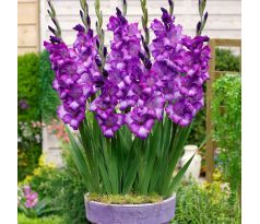 Gladiolus - Kim