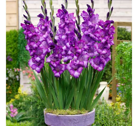 Gladiolus - Kim