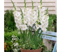 Gladiolus - Blondie
