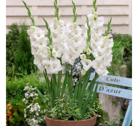 Gladiolus - Blondie