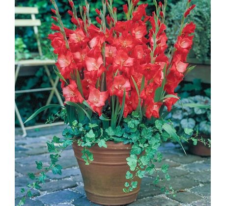 Gladiolus - Patty