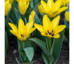 Tulipa - Partitura
