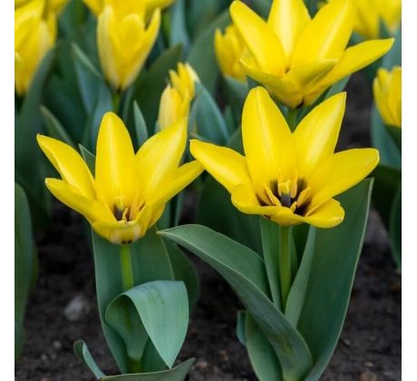 Tulipa - Partitura