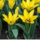 Tulipa - Partitura / 10ks v balení
