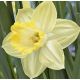 Narcissus - Ladea / 5ks v balení
