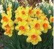 Narcissus - Red Devon / 5ks v balení