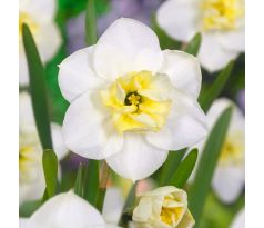 Narcissus - Papillon Blanc